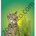 Котешка трева - 100гр. - KERBL