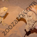 Пещера за укритие на влечуги 11 x 7 x 11 см. - JBL ReptilCava SAND