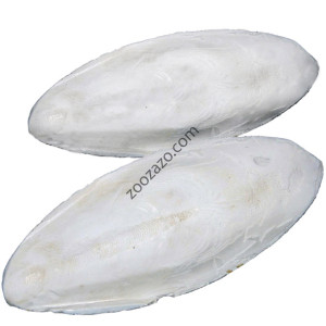 Сепийна кост за влечуги, 100 гр. - Dragon VIT