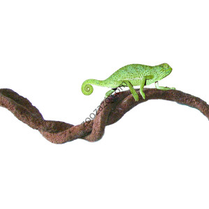 Eстествена лиана за Хамелеони и терариумни животни Ø 2,5 см. / 100 см. - Dragon