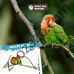 Eстествена кацалка от Java дърво за папагали и други птици, Ø 1-3 см. - Back Zoo Nature Java Multi Perch Small Eстествена кацалка от Java дърво за папагали и други птици, Ø 1-3 см. - Back Zoo Nature Java Multi Perch Small