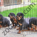  Ferplast - Dog Training - Заграждение за дома или градината 80 / 80 / 62 cм.