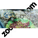 Храна за сухоземни костенурки с плодове и цветя 170 гр. - Fruit & Flower Flavour Tortoise Diet