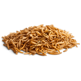 Брашнен червеи за Гризачи 100 гр. - Meal worms Benelux Nature