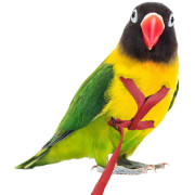 Нагръдник за Папагал, 75-110 гр. - Outdoor Bird Harness XXS Нагръдник за Папагал, 75-110 гр. - Outdoor Bird Harness XXS