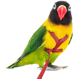 Нагръдник за Папагал, 75-110 гр. - Outdoor Bird Harness XXS